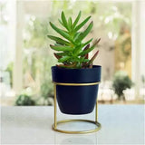 Small Golden Single Pot  Stand - Black colour - Buy1 Get1 Offer