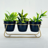 Metal 3 Pot Table top Planter with Golden Stand | White Collar Pots